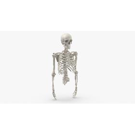 Real Human Rib Cage Spine Male Skull Calvicle Scapula and Arms Bones Anatomy White 01 3D model